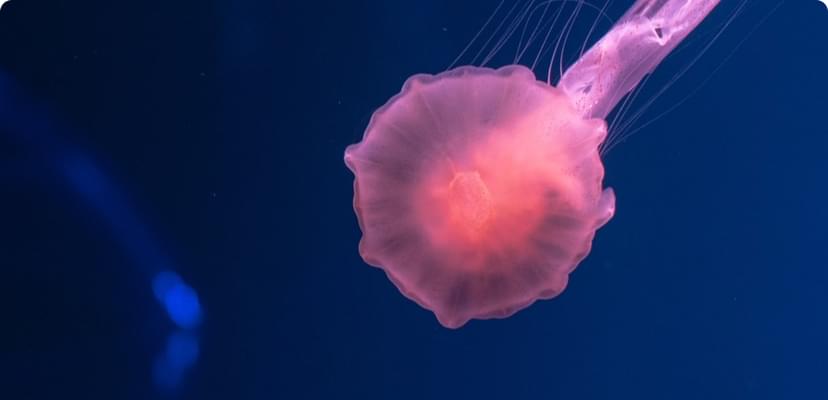 First version of OmicsChart TCGA is now online!