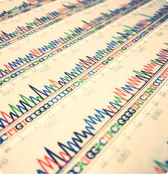 Dividing cancer cells